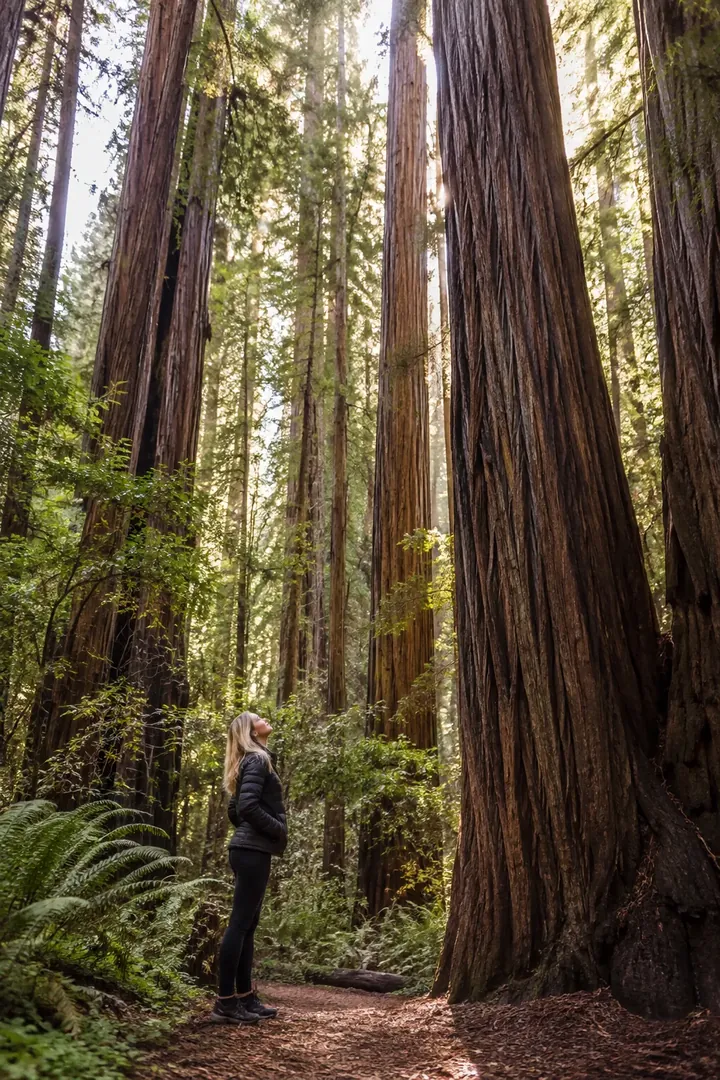 Redwood Forest: AI Great Outdoors & National Parks photo effect example 2